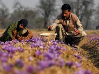 بازار نوپای زعفران مرغوب افغانستان و رقابت های منفی