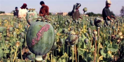کشت تریاک در افغانستان رو به افزایش است