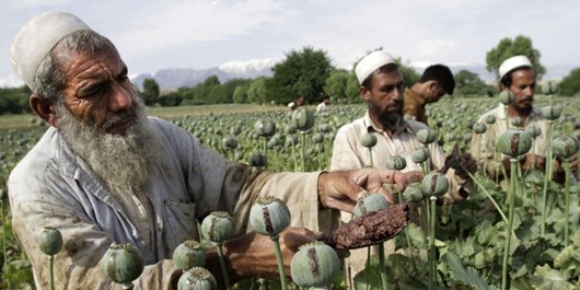 تولید تریاک در افغانستان در کنترل طالبان نیست