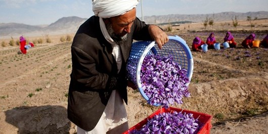 صادرات زعفران افغانستان افزایش می‌یابد