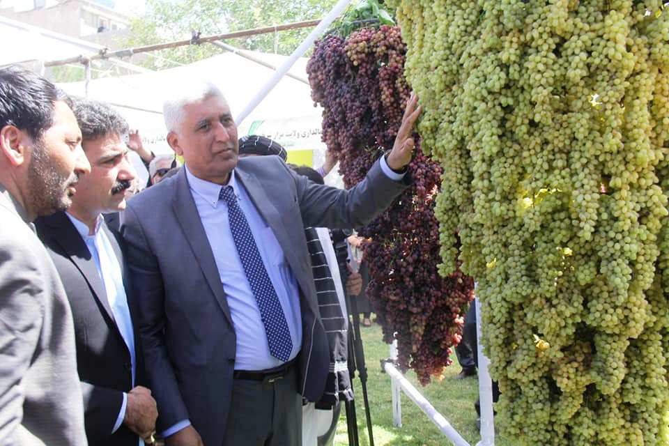 بزرگ ترین جشنوارۀ انگور در  هرات برگزار شد