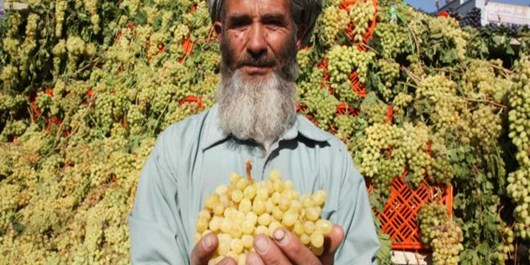 تولید انگور در هرات ۱۵ درصد افزایش یافت