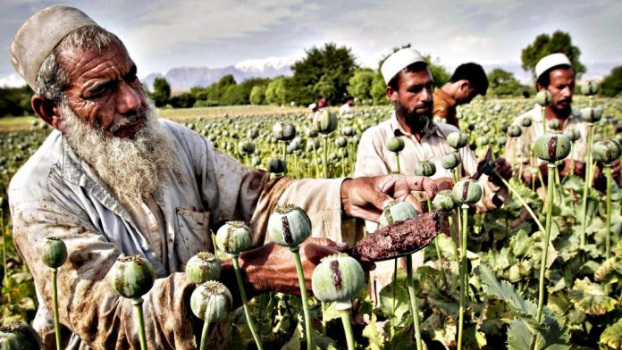 “اربابان مواد مخدر؛ آیا طالبان از تجارت پرسود تریاک دست بر می‌دارد؟”