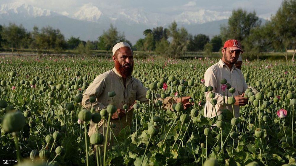 طالبان نظارت بین‌المللی بر تولید مواد مخدر را دور می‌زند!