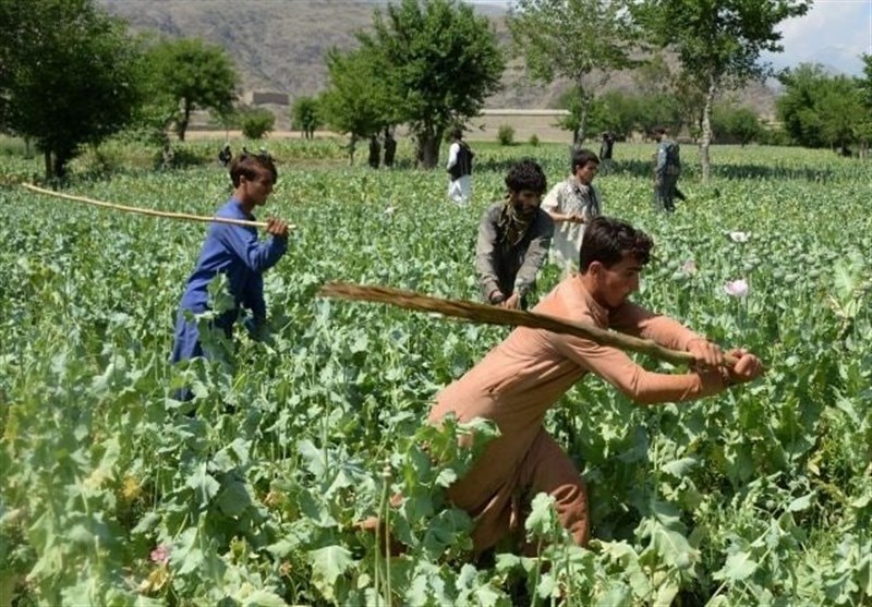 تخریب ۲۰۰ جریب کشتزار خشخاش در ولایات جنوبی افغانستان